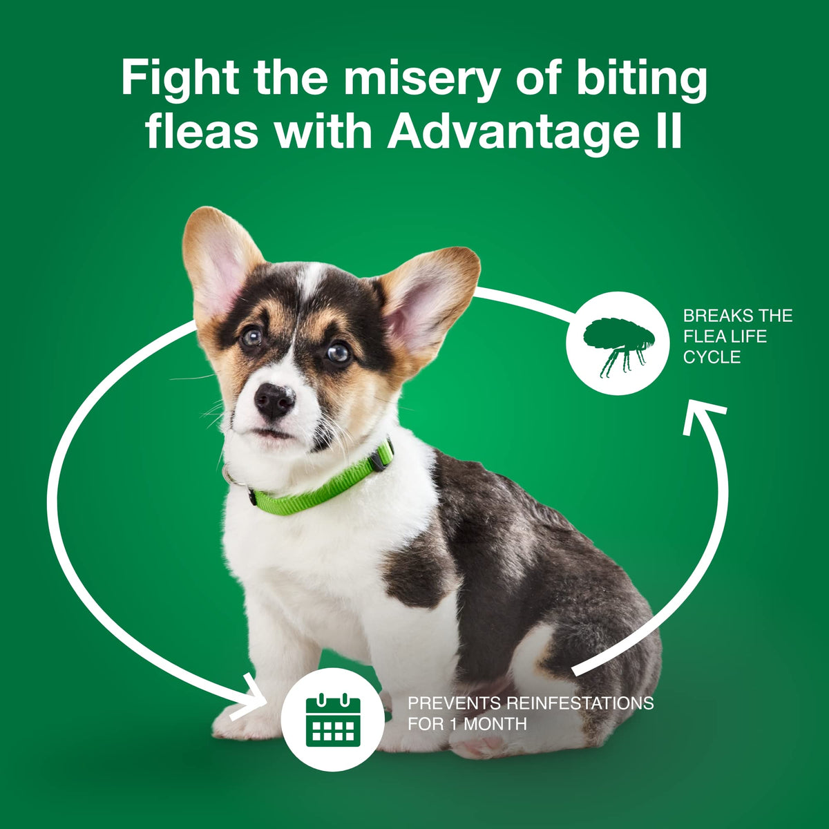 Small Dog Flea Treatment & Prevention 4-Month Supply J369