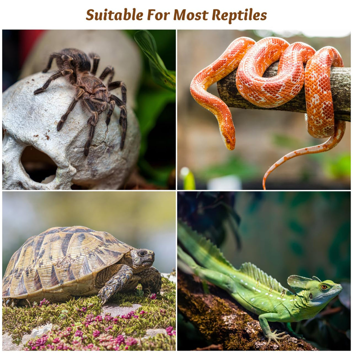 6Pcs Plastic Reptile Terrarium Screen Clips Z247