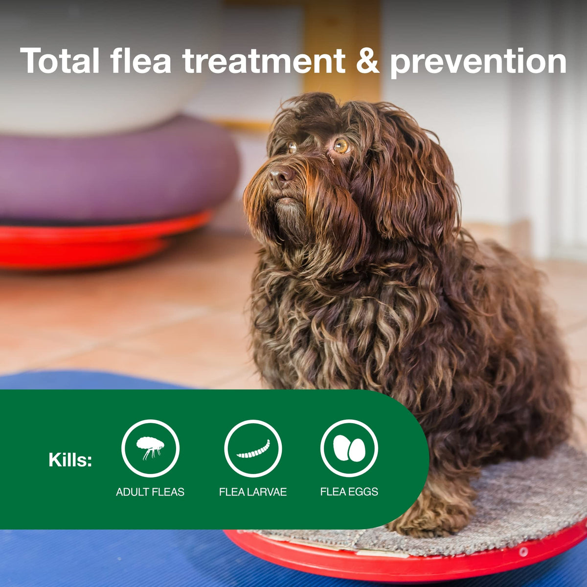 Small Dog Flea Treatment & Prevention 4-Month Supply J369