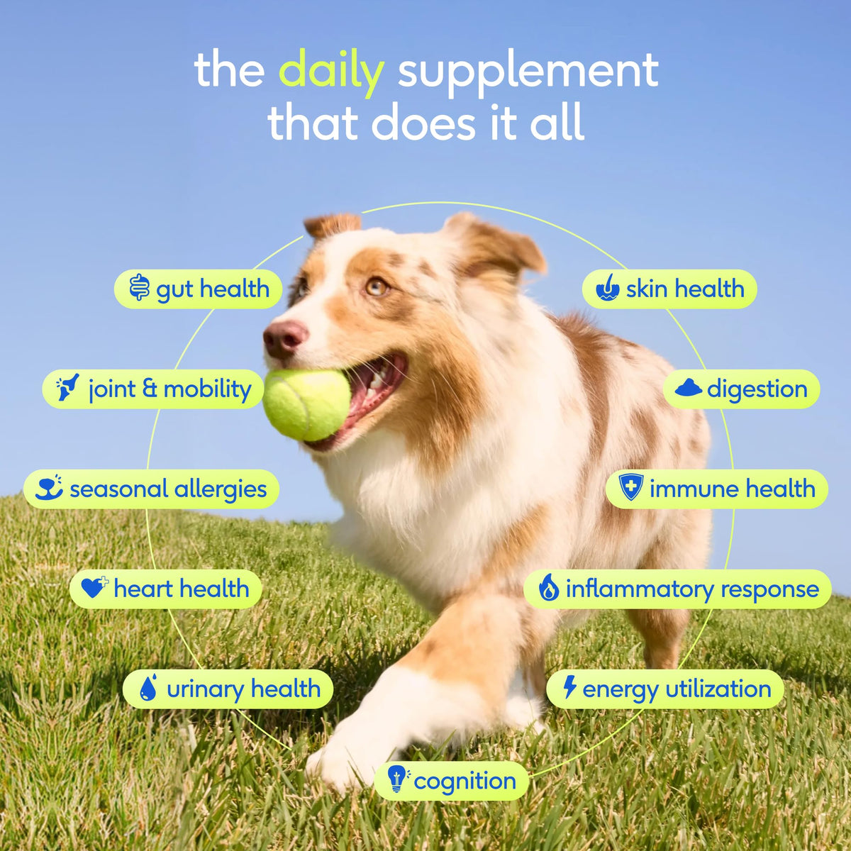 Dog Multivitamin Powder with Probiotics S812793