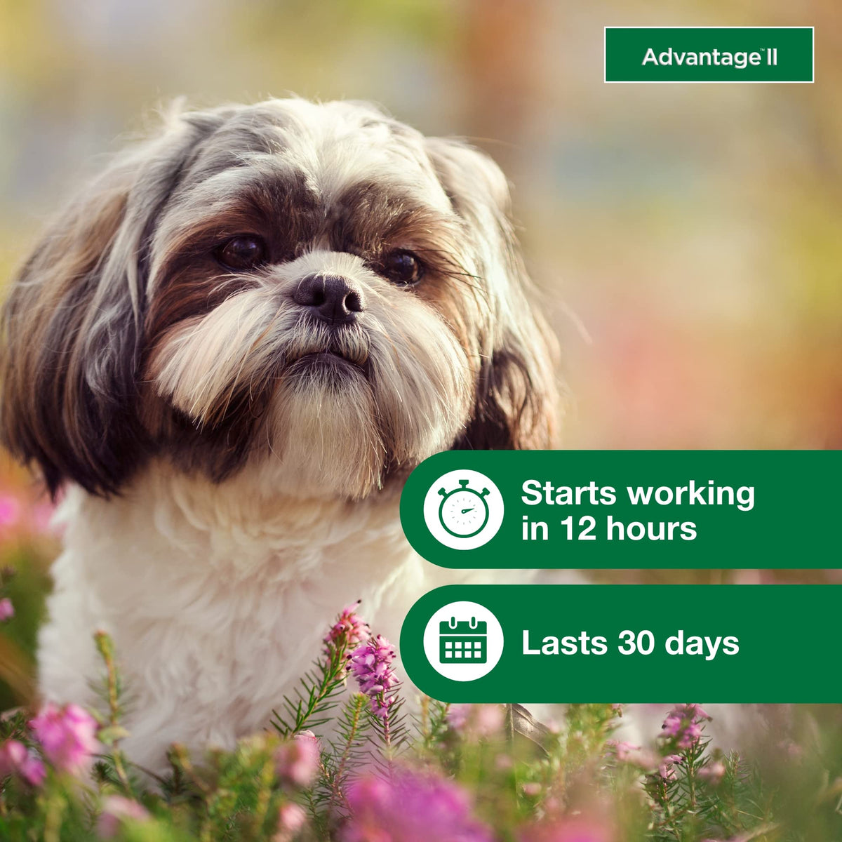 Small Dog Flea Treatment & Prevention 4-Month Supply J369