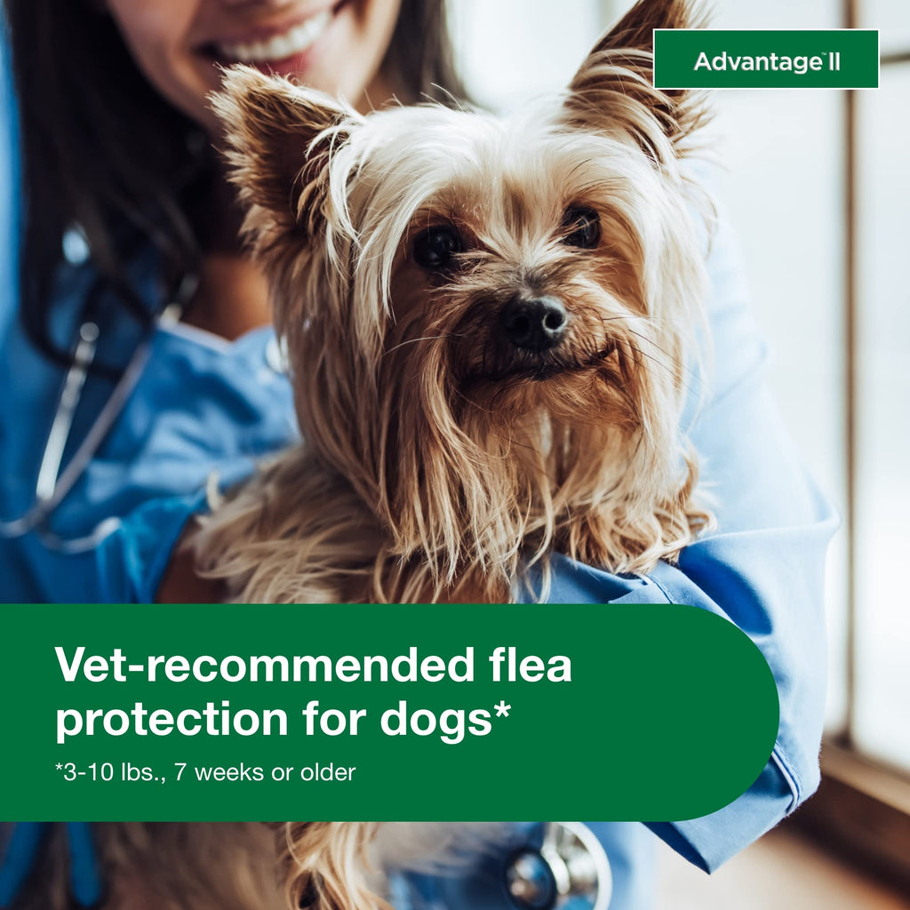 Small Dog Flea Treatment & Prevention 4-Month Supply J369